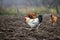 Big nice beautiful white and black rooster and two hens feeding outdoors in plowed field on bright sunny day on blurred colorful