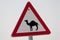 Big nice road sign attention camels