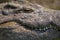 Big Nile Crocodile with teeth showing