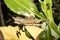 Big-nosed chameleon, Calumma nasutum is a bizarre chameleon, Amber mountain, Madagascar