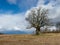 Big oak landscape, stubble in the foreground, a blue sky with clouds