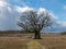 Big oak landscape, stubble in the foreground, a blue sky with clouds