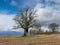 Big oak landscape, stubble in the foreground, a blue sky with clouds