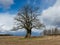 Big oak landscape, stubble in the foreground, a blue sky with clouds