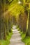 big oak tree alley with foot path