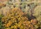 Big oak tree with lush foliage in autumn forest