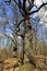 Big oaks trees in sprig forest