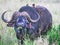 A big old  african or cape buffalo is eating grass on a open grass plain. Africa`s big 5 five animals.  Kenya, Africa.