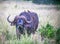 A big old african or cape buffalo is eating grass on a open grass plain. Africa`s big 5 five animals Tsavo National park.