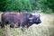 A big old  african or cape buffalo is eating grass on a open grass plain. Kenya, AfricaÑŽ