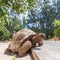 Big old Aldabra giant turtle, Aldabrachelys gigantea, on La Digue island, Seychelles.
