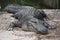 Big old alligator sitting in the sun in Saint Augustine Florida