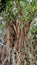 A big old banyan tree looks majestic growing in a zoological garden.