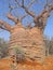 Big old baobab