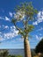 Big old Baobab, Boab Tree with Swan river in background at Kings