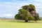 Big old Cedar tree standing alone at the green field in Victoria