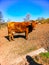 Big old cow standing at pasture at sunny morning