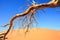 A big old dead skeletal bracnh hangs with a bright orange sand dune and vibrant blue sky in the desert