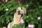 Big old dog labrador near roses