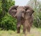 Big old elephant is running straight at you. Africa. Kenya. Tanzania. Serengeti. Maasai Mara.