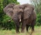 Big old elephant is running straight at you. Africa. Kenya. Tanzania. Serengeti. Maasai Mara.