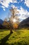 Big old gnarled maple tree, karwendel alps in october, bright evening sun, austrian alps