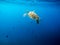 Big old green sea turtle peacefully swimming and diving near the island coral reef