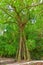 Big old mangrove tree on paradisiac island in Palau