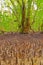 Big old mangrove tree on paradisiac island in Palau