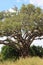 Big old marula tree moremi national park botswana