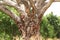 Big old marula tree trunk moremi national park botswana