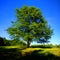 Big Old Mature Tree on a Green Hill with Blue Sky