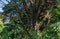 Big old multi-stemmed tree Platycladus orientalis, also known as Chinese thuja, Oriental arborvitae, Chinese arborvitae, biota