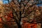 Big old oak tree in Autumn forest