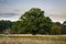 Big, old oak tree with a deer herd under, Zealand, Denmark