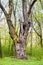 Big old oak tree in green spring forest