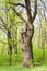 Big old oak tree in spring forest