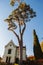 Big old pine tree. Coast of the Como lake in Lenno town, Italy