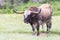 Big old Texas longhorn bull