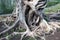 Big old tree with crooked trunk and roots