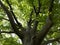 Big old tree with green leaves and thick branches