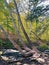 A big old tree growing by the stream inside Bushkill Falls