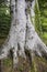 Big old tree with inscribed letters on it