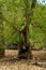 Big old tree in the mangrove forest surrounded by pneumatophores and aerial roots. Large hole on the tree trunk, Malaysia