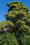 Big old tree Platycladus orientalis, also known as Chinese thuja, Oriental arborvitae, Chinese arborvitae, biota