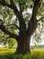 Big old tree. Thick trunk and branches of a treey