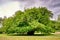 Big old tree under clouds. Schwerin, Germany