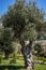 Big olive tree (Olea europaea) growing on Adriatic seaside in Sveti Stefan, Montenegro.