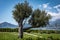 Big olive tree (Olea europaea) growing on Adriatic seaside in Sveti Stefan, Montenegro.
