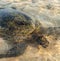 Big olive turtle in the water on the coast of the Turtle Beach in Hikkaduwa, Sri Lanka in the Indian Ocean